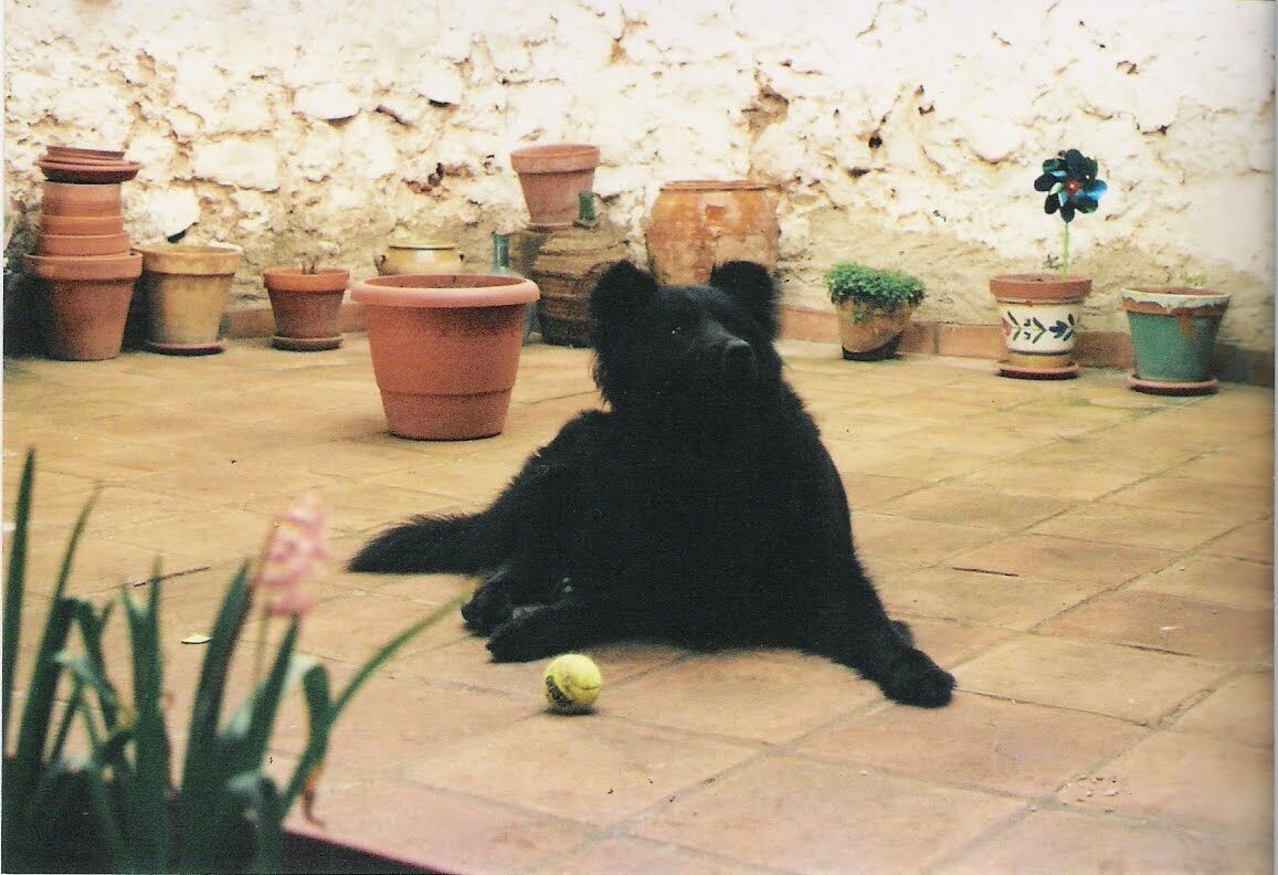 Perritos